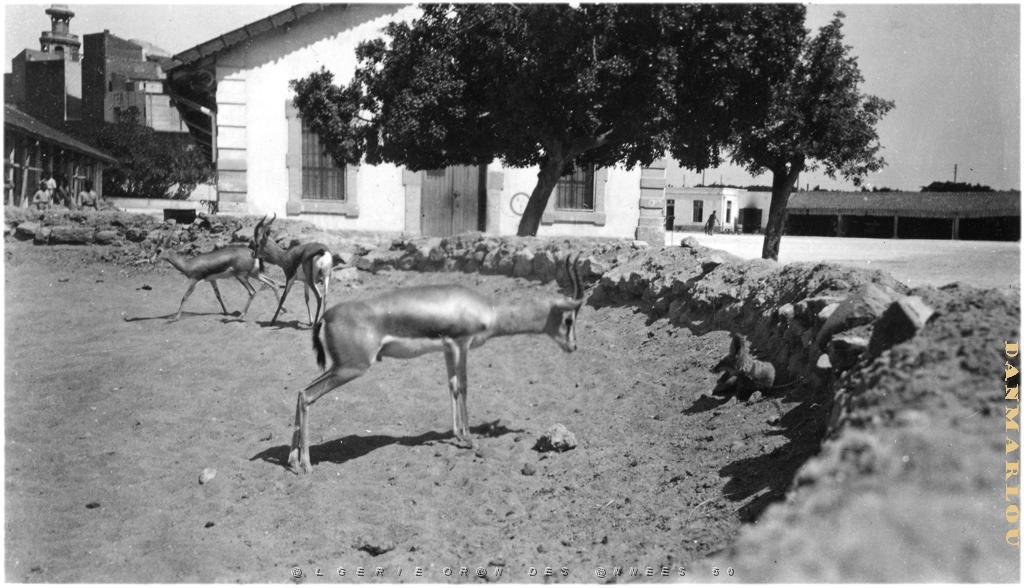 ORAN LES GAZELLES DE LA CASERNE D ECKMUHL.JPG